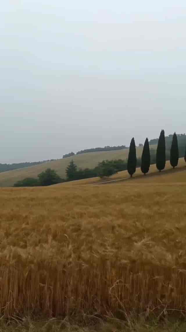 Golden Hour Video Effect background blur