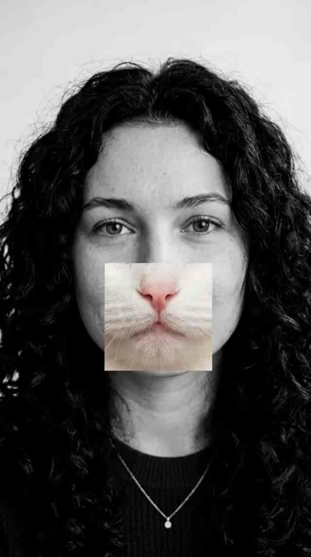 Cat Swap background blur