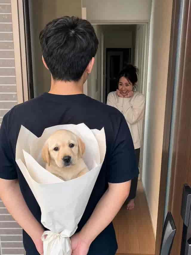 Puppy Bouquet Reveal background blur