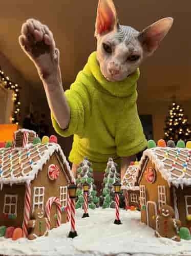 Gingerbread Titan background blur