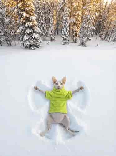 Snow Angel background blur