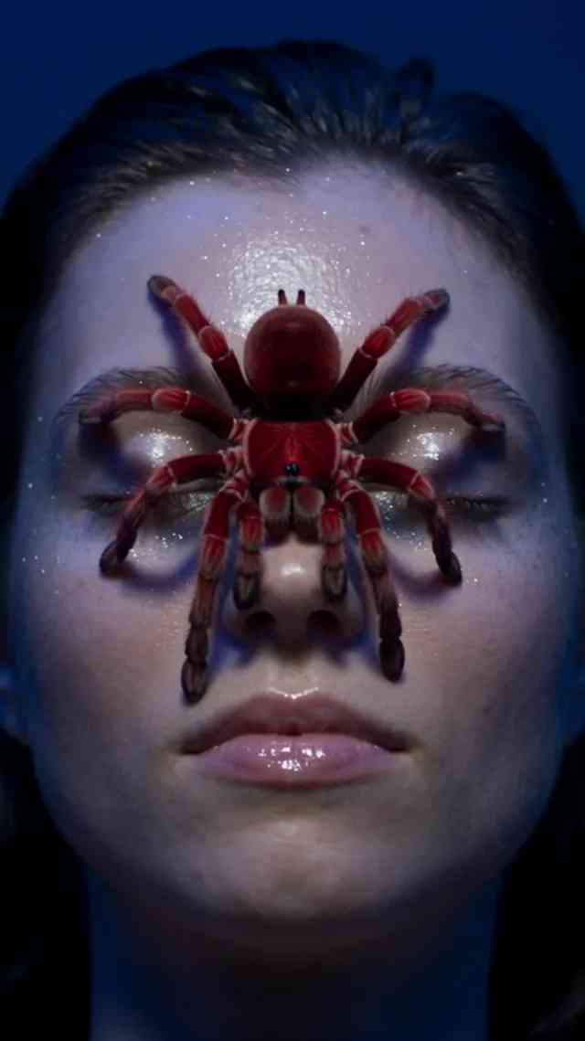 Red Tarantula Close-Up background blur