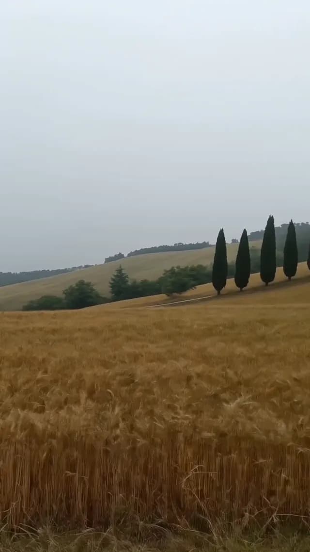 Golden Hour Video Effect